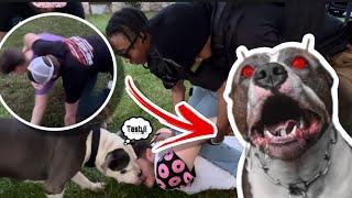 STRANGER & DOG TACKLES MY SUSPECT