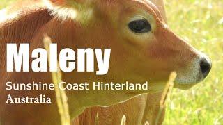 MALENY, AUSTRALIA - A cosy, touristy rural town in the Sunshine Coast Hinterland, Queensland.