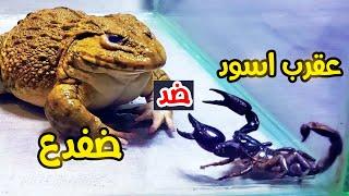 الضفدع الاسيوي الضخم ضد العقرب الأسود في معركة حقيقية فمن سيفوز؟