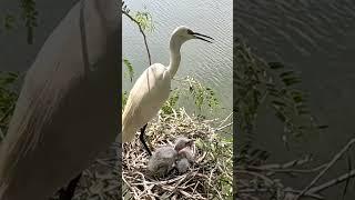 Rare birds, birds that love children will take care of them. #birds #birdslover #wildlife