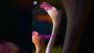 Adult Flamingos Feeding Blood To Its Chick. Flamingo Facts, #fact