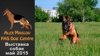 Выставка собак  Fas Dog Centre