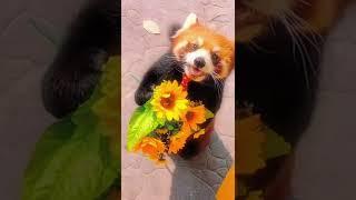 Hola～You dropped your flower#mei #redpanda #animal