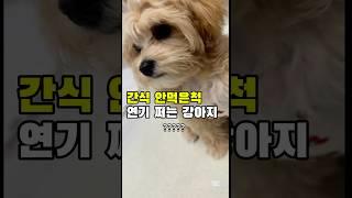 간식 안먹은척 연기하는 강아지#강아지브이로그#말티푸#강아지간식#강아지먹방#강아지ASMR