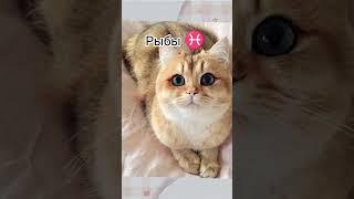 Какой ты котик по знаку зодиака?
