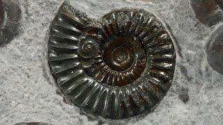 What's so Special about AMMONITES