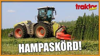 SKÖRDAR HAMPA MED CLAAS XERION – Grahns Maskintjänst på uppdrag