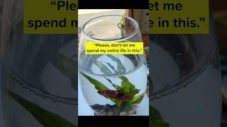 Bettas need 5 + gal, a filter, heater, and lots of plants and hiding spots