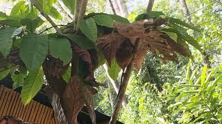 Manmade forest of Tarsier,  sugar sliders(Australian squirrels, & butterfly  garden #boholvlog