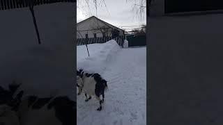 Деревня моя!!!