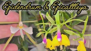 TWO FAVORITE ORCHIDS EPICATTLEYA RENE MARQUESE AND EPIDENDRUM NOCTURNUM IN FOCUS