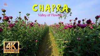 Ranaghat Chapra Flower Valley  | Everything You Need to Know! @traversexp