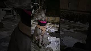 이름 복덩이 # 삽살개 #산책# 추위는 어울리지 않는다.~~!!