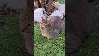 Кошка и камни  Cat and stones 