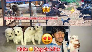 Rock V/S Bully Kutta Panga Ho Gya || Cute Dogs  se Mile ||