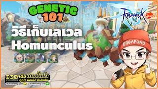 Ragnarok M: Classic | Genetic 101 - วิธีเก็บเลเวลโฮมุนครบทุกตัว (Homunculus)