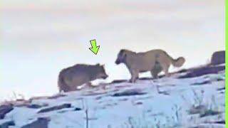 WOLF ATTACKS KANGAL