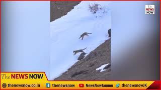 Snow Leopards Frolicking In Snow-Covered Zanskar Valley Delights Internet.Ladakh SnowLeopard