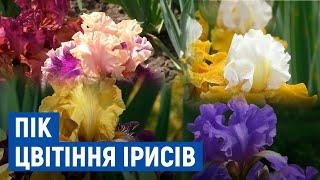 У Прилуках вивели нові сорти ірисів. Сезон цвітіння у розпалі