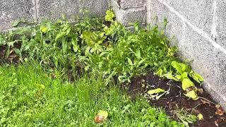 2021, end of September, wall garden, very curious Robin