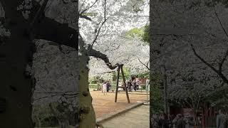 삼성혈 shorts #Samseonghyeol #三姓穴 #고씨·양씨·부씨시조 #탐라국건국 #삼성신화 #모흥혈(毛興穴) #제주의역사 #제주의기원 #제주봄여행지