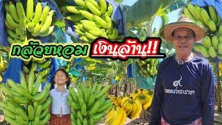 ปลูกกล้วยหอมทองอย่างไรให้ได้เงินล้าน?? สุดยอดคุณตา​ จ.ยโสธร​