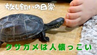 亀の育て方を放し飼いにしたら人懐こいカメになったよ【放し飼いクサガメの日常】