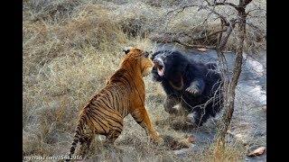 探索頻道 收集各動物的突發畫面...(真實畫面不喜勿入)