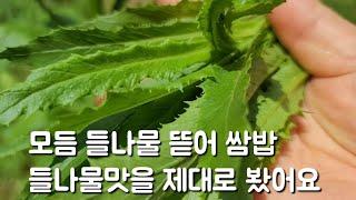 모듬 들나물 뜯어 생으로 맛보기 (붉은서나물 사데풀 한련초 보리뱅이 명월초 공심채 왕고들빼기)