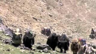 Nepal Dolpo yak herders.m4v