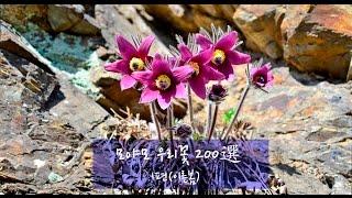 모야모 우리꽃 200선 포토동영상 1편