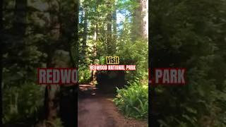Redwood National Park #backpacking #travel #backpackingtrip #usaroadtrip #roadtripping #roadtrip