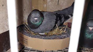 Przebieg lęgów w Zamoy Pigeons Loft w 2023 roku odc 1