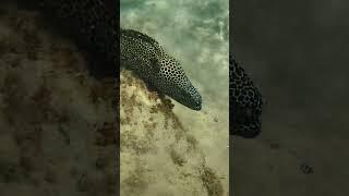 Бешеная мурена агрессирует. Leopard Moray. Sodwana Bay dive