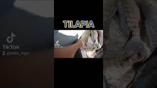 TILAPIA
