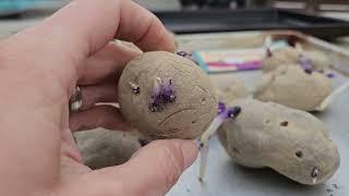 Are You Planning On Growing Potatoes? CHIT THEM FIRST!  I will Explain and Demonstrate! #shorts