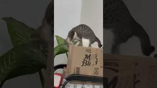 Meow Quest: The Search for the Purrfect Spot!