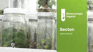 Plant Biotechnology