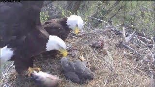 MNBound Eagles Mom Lands Giant Carp 5-11-13