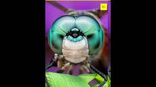 Why Mosquitoes Are Taking Over The Earth. Fact Grid