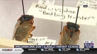 Wisconsin DNR: Do not illegally harvest cicadas