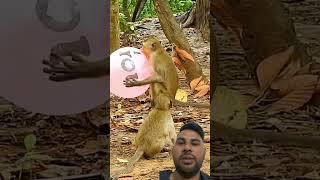 Monkey Try to Eat Balloon #monkey #funny #cute #viralvideo #reactionvideo #greenscreen #funny#viral