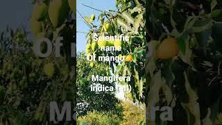 scientific name of mango ? #viral #himachalpradesh