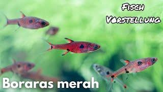 Boraras merah - Goldfleck-Zwergbärbling | Liquid Nature Fisch Vorstellung