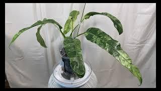 Variegated Philodendron Epipremnum Giganteum Marble 7ebf63f7