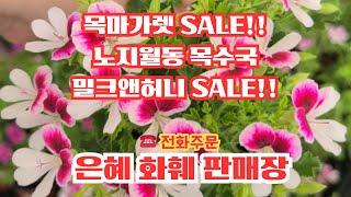 은혜화훼판매장 4K영상 택배주문010 2651 4421#목마가렛 SALE#유럽목수국 밀크앤허니 SALE#랜디제라늄바이칼라#겹금계국#골든싸이프러스#블루베리코빌#진도와송#호야3종