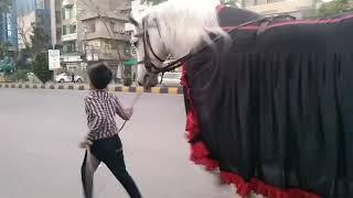 Zuljanah Murtajiz Badshah I Imam Bargha Baitul huzan I Saddat Colony