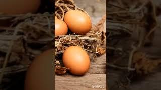 КУРИНЫЕ ЯЙЦА - ЕСЛИ ВАМ СНИТСЯ. ИНГА ХОСРОЕВА. ВЕДЬМИНА ИЗБА.