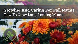 Growing & Caring For Fall Mums - How To Grow Long-Lasting Mums