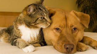 Funny and funny cats and dogs /#7/ FUNNY CATS / JOKES WITH ANIMALS / Funny animals video